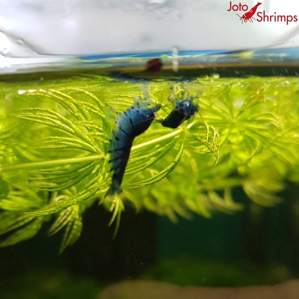 Blue Tiger OE